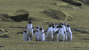 Elementos gráfico-Pingüinos saltando